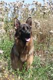 BERGER ALLEMAND 167